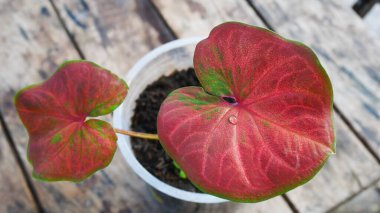 Kapatın bitkilerin kırmızı yapraklarını.