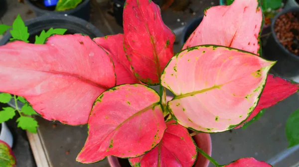 Close Red Leaf Plants Nature — Stock Photo, Image