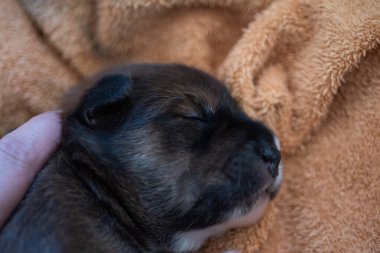 Şirin kahverengi köpek yavrusu yumuşak tonda.