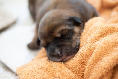 Şirin kahverengi köpek yavrusu yumuşak tonda.