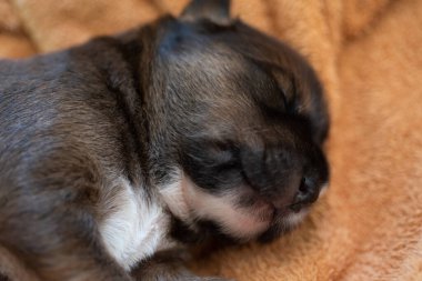Şirin kahverengi köpek yavrusu yumuşak tonda.