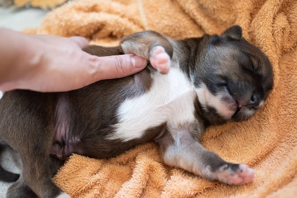 Cachorro Lindo Marrón Tono Suave — Foto de Stock