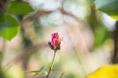 Bulanık arkaplanda gül çiçekleri.