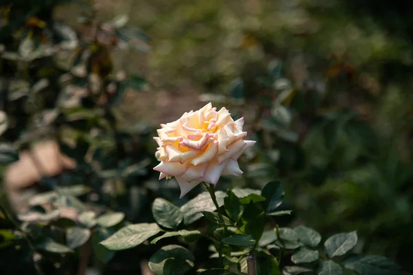 Růže Květiny Rozmazaném Pozadí — Stock fotografie