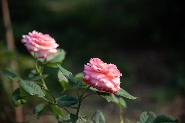 Róża Kwiaty Rozmytym Tle — Zdjęcie stockowe