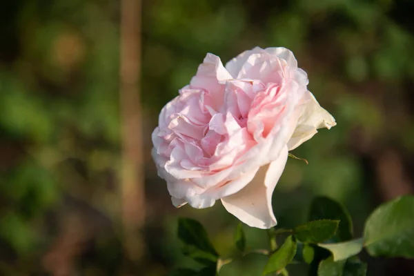Róża Kwiaty Rozmytym Tle — Zdjęcie stockowe