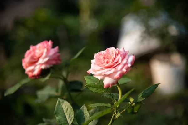 Růže Květiny Rozmazaném Pozadí — Stock fotografie