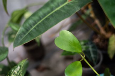 Yapraklar doğal. Asgari konsept..