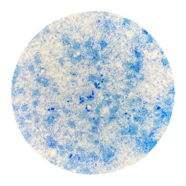 Cellula Lievito Erba Blu Sfondo Bianco Scienza Sfondo — Foto Stock