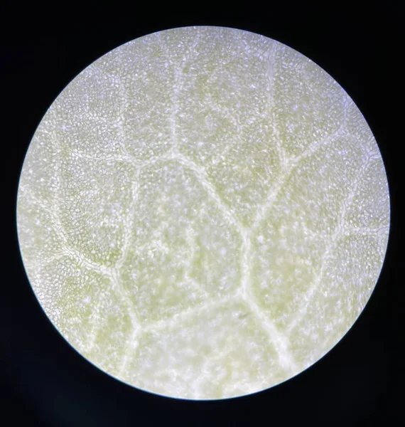 緑のストーマ植物細胞は顕微鏡で見つける — ストック写真