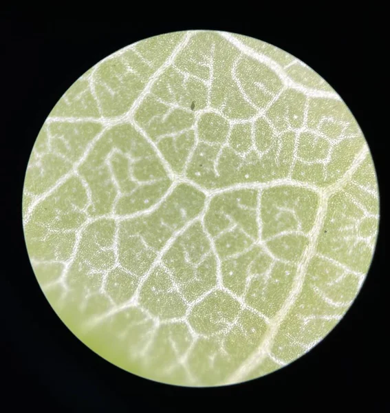 Groene Stoma Planten Cel Vinden Met Microscoop — Stockfoto