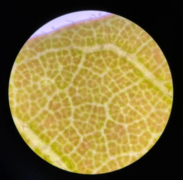 緑のストーマ植物細胞は顕微鏡で見つける — ストック写真
