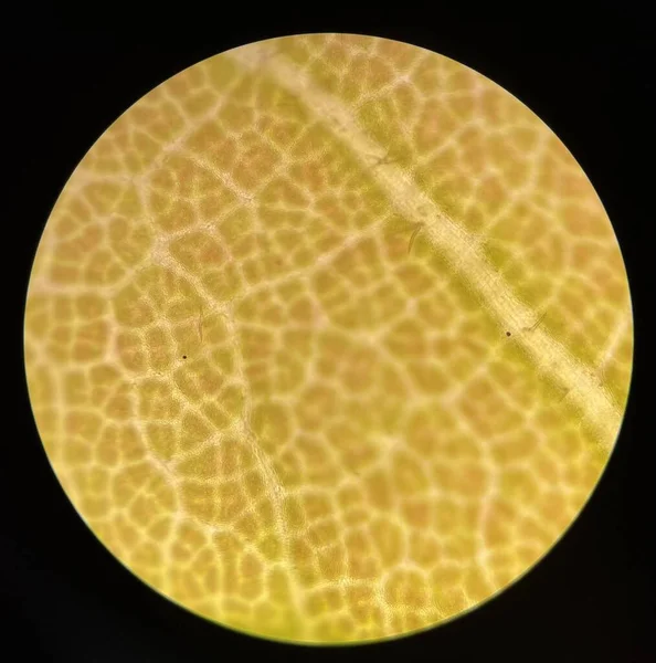 Zelený Stom Rostlinné Buňky Najít Mikroskopem — Stock fotografie