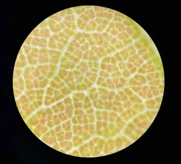 Зеленые Клетки Растений Стомы Найти Помощью Микроскопа — стоковое фото