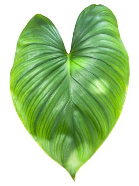 Beyaz arkaplandaki bitki yapraklarını kapat.