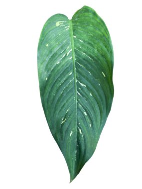 Beyaz arka plan doğa kavramı üzerinde yeşil yaprak.