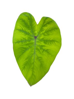 Beyaz arka plan doğa kavramı üzerinde yeşil yaprak.