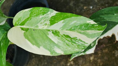 Soyut yeşil bitki dokusunu kapat.