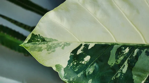 Primer Plano Abstracto Plantas Verdes Textura —  Fotos de Stock