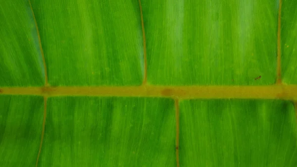 Nahaufnahme Abstrakte Grüne Pflanzen Textur — Stockfoto