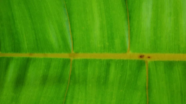 Nahaufnahme Abstrakte Grüne Pflanzen Textur — Stockfoto