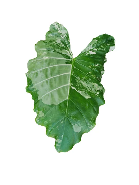 Giant Alocasia Green Leaf White Background — Stock Photo, Image