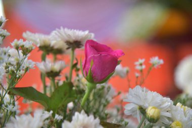 Bulanık arkaplanda pembe gül çiçekleri.
