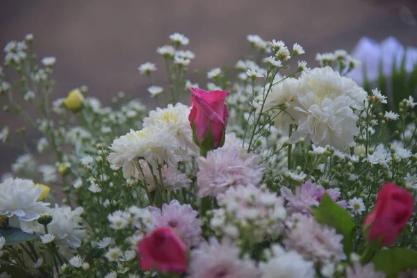 Różowe Kwiaty Rose Rozmytym Tle — Zdjęcie stockowe