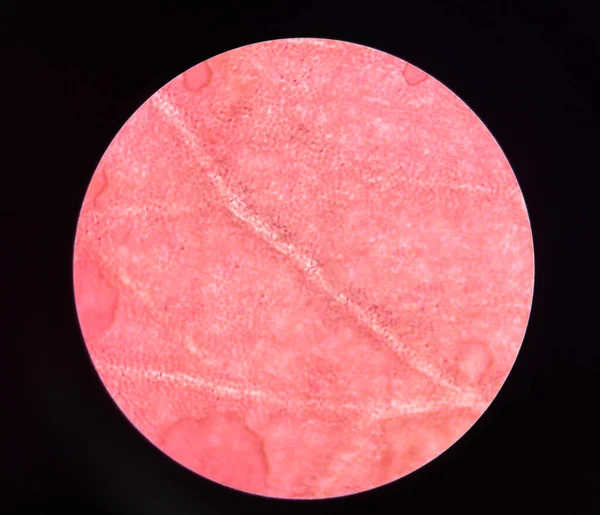 Primer Plano Células Plantas Flores Rosadas Encontrar Con Microscopio 40X — Foto de Stock