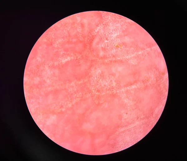Закрыть Растительные Клетки Розовые Цветы Найти Помощью Микроскопа 40X — стоковое фото