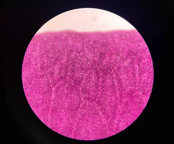 Primer Plano Células Plantas Flores Rosadas Encontrar Con Microscopio 40X —  Fotos de Stock