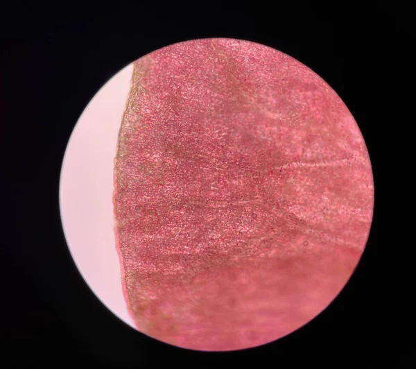 Κοντινό Πλάνο Φυτικά Κύτταρα Τριαντάφυλλο Λουλούδια Βρείτε Μικροσκόπιο 40X — Φωτογραφία Αρχείου