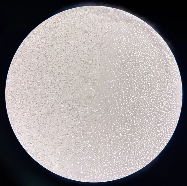 赤血球非凝集クロスマッチング対応ドナー血液バンク研究室 — ストック写真