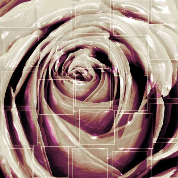 Розово Белая Роза Крупного Плана Эффектом Эмбриона Дню Святого Валентина — стоковое фото