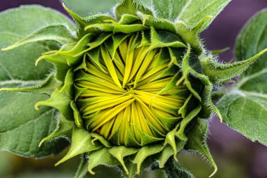 Yakından filizlenen bir ayçiçeği