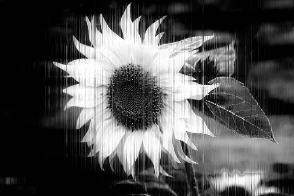 흑백의 추상적 예술적 해바라기 휘황찬란 효과를 아름다운 — 스톡 사진