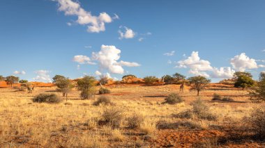 Bir zürafa kulesi (Giraffa Camelopardalis) savanada yürüyor, Kalahari çölü, Namibya.