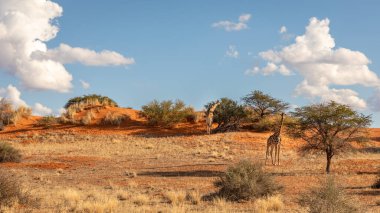 Bir zürafa kulesi (Giraffa Camelopardalis) savanada yürüyor, Kalahari çölü, Namibya.
