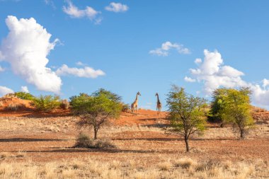 Ufukta iki zürafa (Giraffa Camelopardalis), Kalahari Çölü, Namibya.