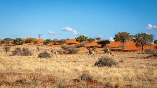Bir Zürafa Kulesi Giraffa Camelopardalis Savanada Yürüyor Kalahari Çölü Namibya — Stok fotoğraf