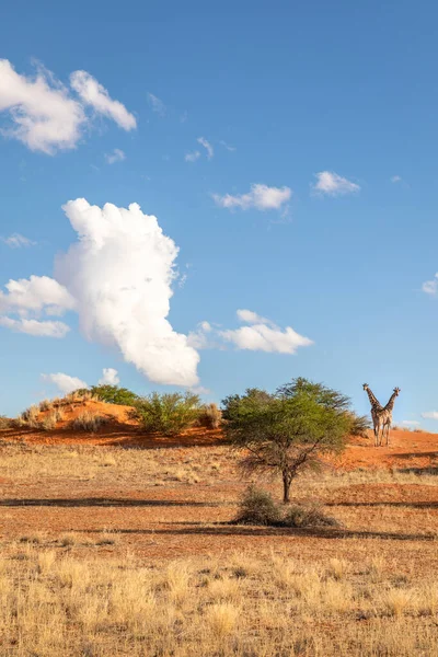 Zwei Giraffen Giraffa Camelopardalis Horizont Kalahari Wüste Namibia — Stockfoto