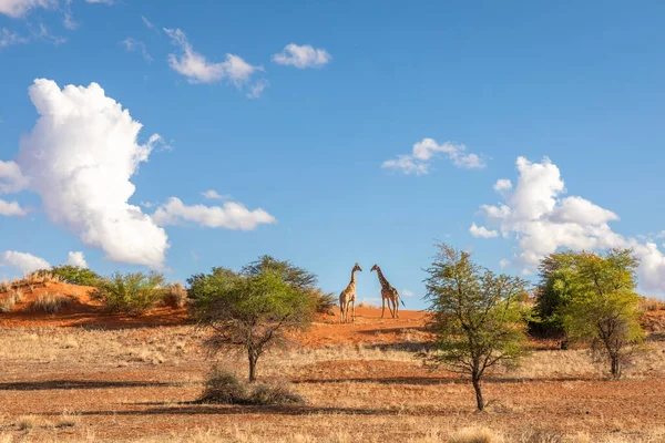 Ufukta Iki Zürafa Giraffa Camelopardalis Kalahari Çölü Namibya — Stok fotoğraf