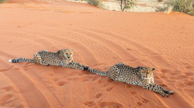 İki çita (Acinonyx jubatus) uzanmış, Kalahari Çölü, Namibya.