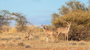 Daha büyük kudu (Tragelaphus strepsiceros), iki yavrusu olan dişi, Kalahari, Namibya.