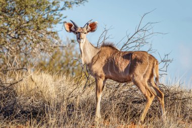 Daha büyük kudu (Tragelaphus strepsiceros), genç erkek, Kalahari, Namibya.