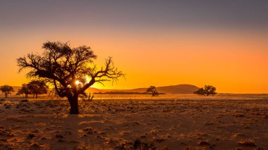 Deve dikeni ağaçlı (Vachellia erioloba) otlak bozkır, Susriem yakınlarında, akşam ışığı, arkada Naukluft Dağları, Sesriem, Namibya.