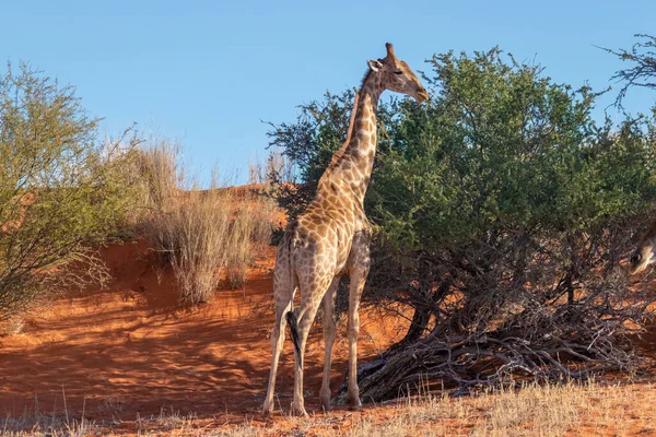 Giraffe Giraffa Camelopardalis Beim Fressen Die Kalahari Wüste Namibia — Stockfoto
