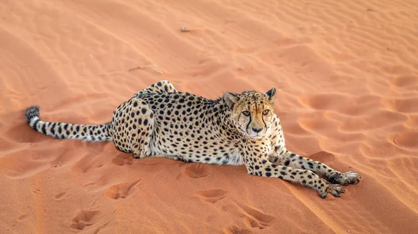 Gepard Acinonyx Jubatus Liegen Kalahari Wüste Namibia — Stockfoto