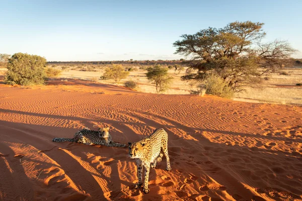Zwei Geparden Acinonyx Jubatus Suchen Kalahari Wüste Namibia — Stockfoto