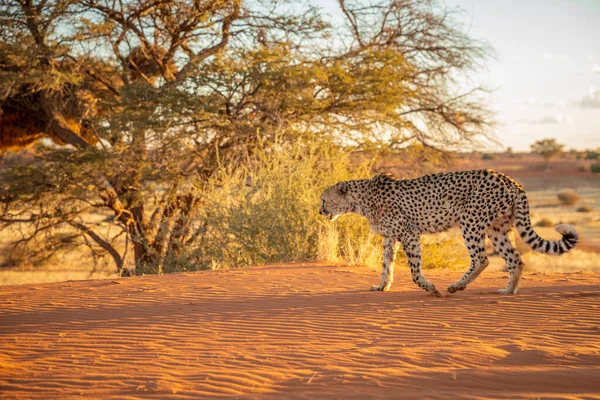 Gepard Acinonyx Jubatus Beim Weggehen Kalahari Wüste Namibia — Stockfoto